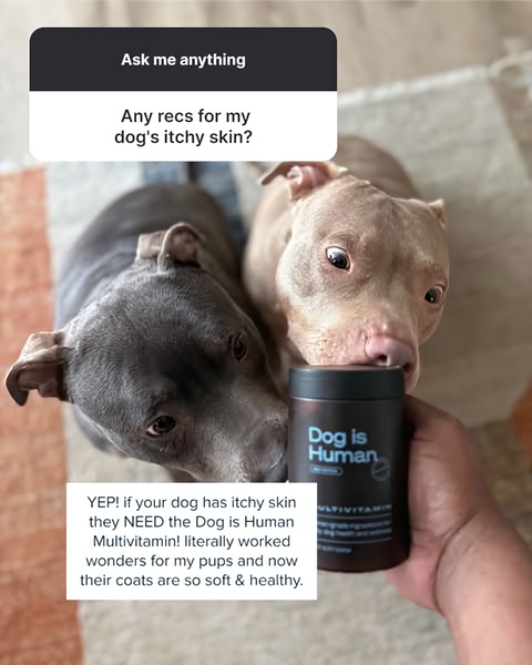 A social-style Instagram Q&A story featuring two dogs interacting with a dog multivitamin product to address an itch-relief problem.